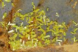 Vibrant Green Pyromorphite Crystals on Matrix - China #147657-2